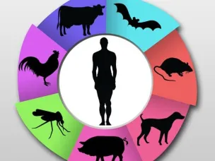 Профилактика инфекций, передающихся при контакте с животными